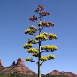 Image of Agave parryi