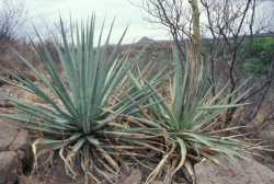 Agave palmeri image