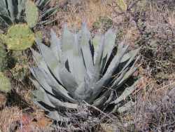 Agave parryi image