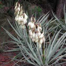 Image of Yucca baccata