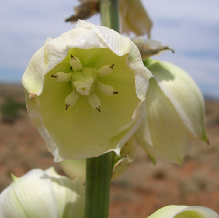 Yucca elata var. verdiensis image