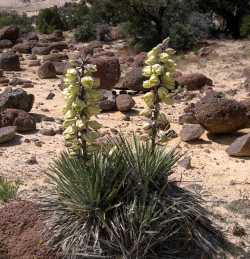 Yucca harrimaniae image