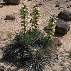 Image of Yucca harrimaniae