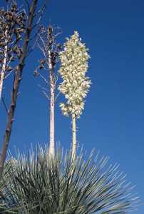 Yucca elata image