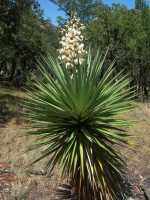 Image of Yucca madrensis