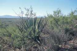 Agave palmeri image