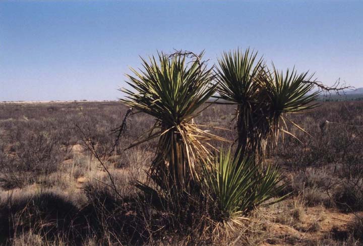 Monocots image