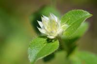 Gomphrena nitida image