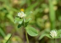 Gomphrena nitida image