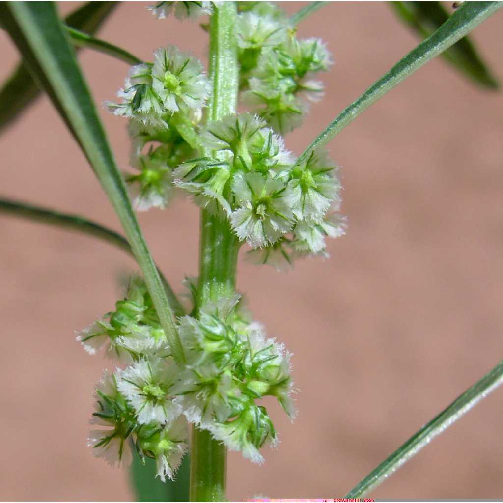 Amaranthus fimbriatus image