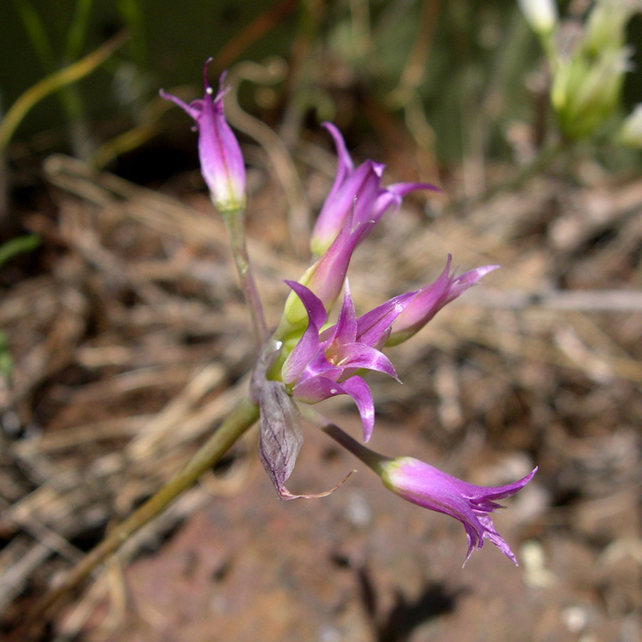 Allium acuminatum image