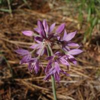 Image of Allium palmeri