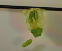 Allium cepa var. proliferum image