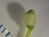Allium cepa image
