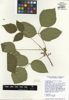 Toxicodendron radicans image