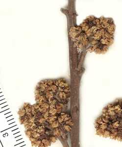 Rhus aromatica image