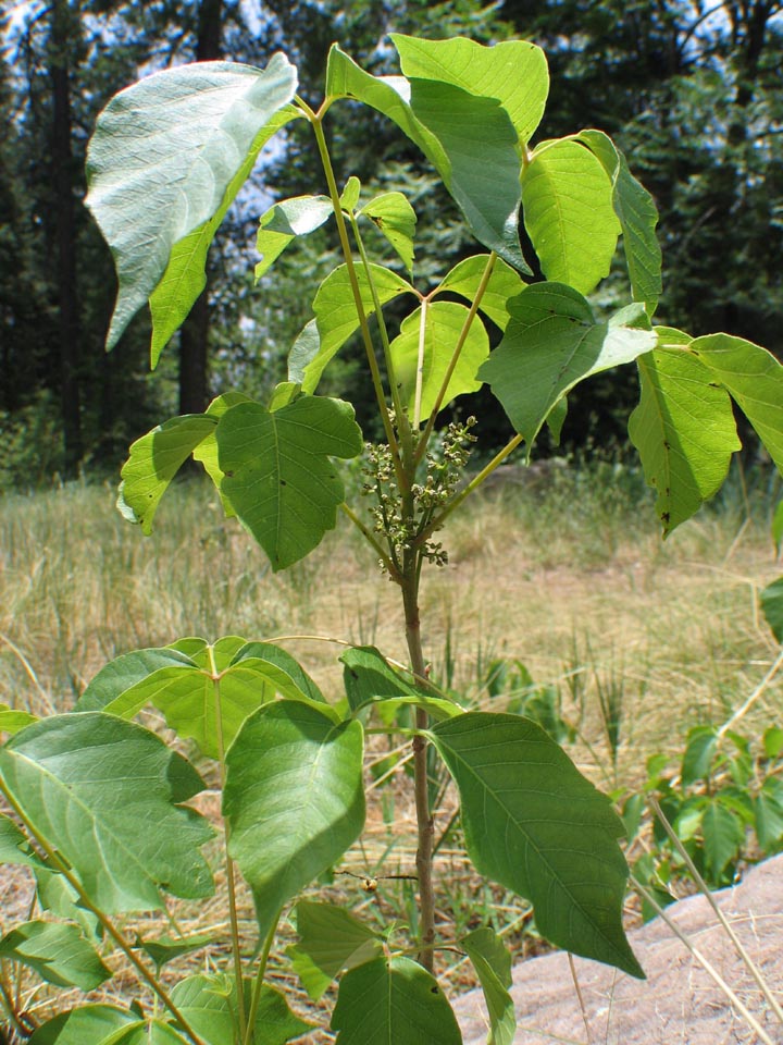 Toxicodendron radicans subsp. divaricatum image