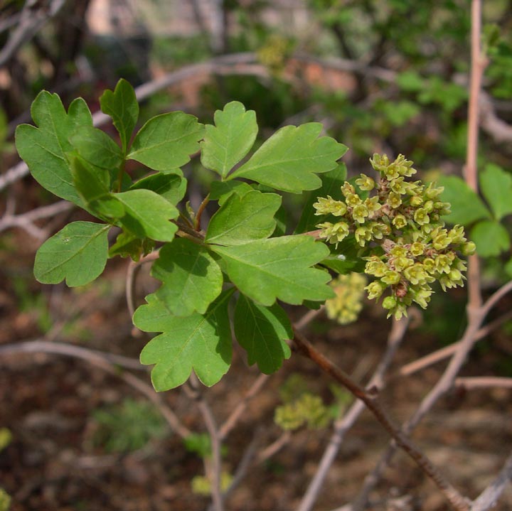 Rhus trilobata image