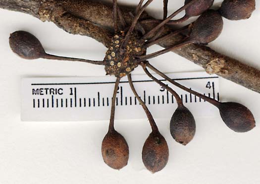 Annonaceae image