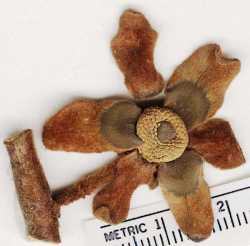 Guatteria recurvisepala image