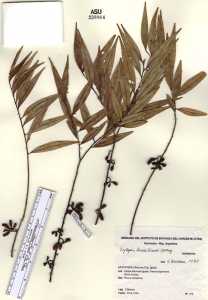 Xylopia brasiliensis image