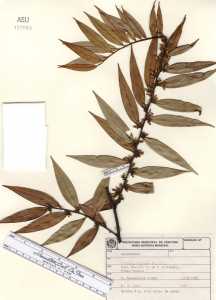 Xylopia sericophylla image
