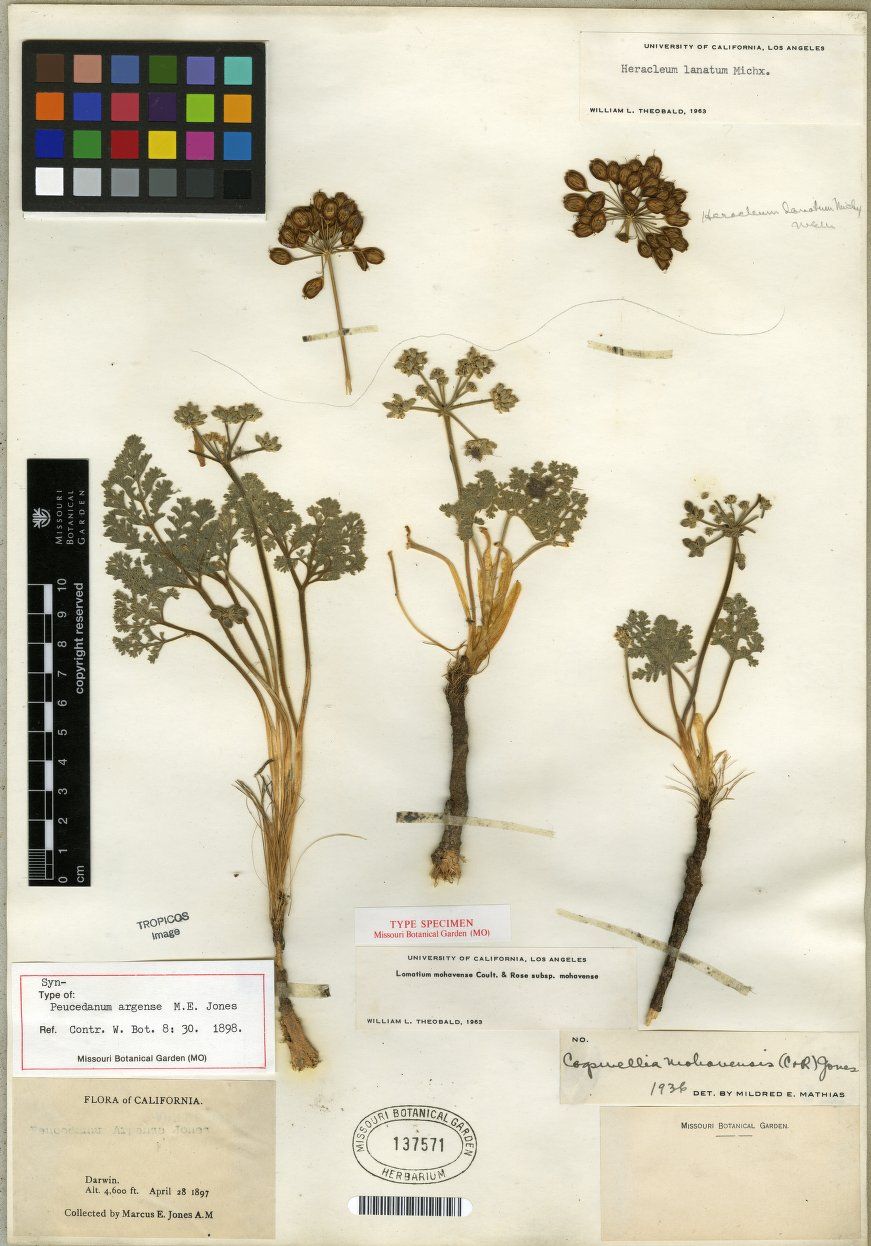 Lomatium mohavense subsp. mohavense image
