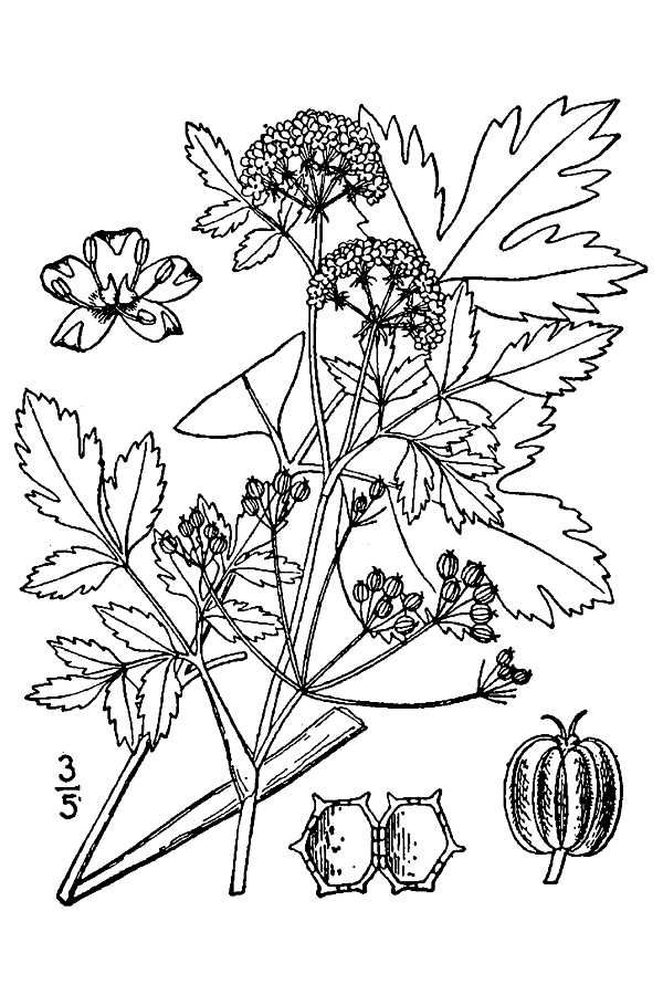 Apium graveolens var. dulce image