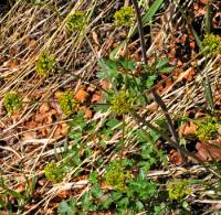 Image of Lomatium multifidum