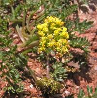 Image of Cymopterus alpinus