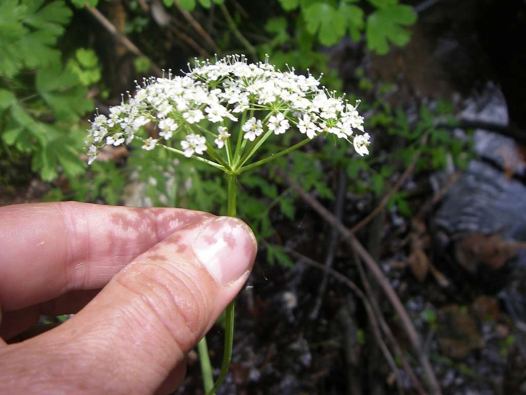 Conioselinum scopulorum image