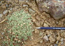 Cymopterus evertii image