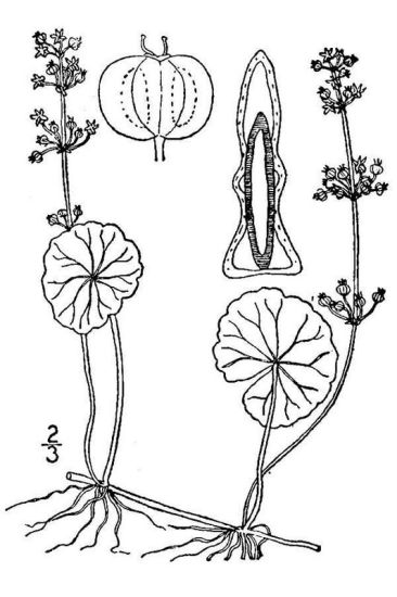 Hydrocotyle prolifera image