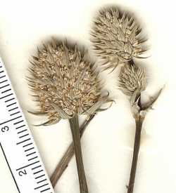 Eryngium sparganophyllum image