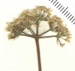 Lomatium scabrum image