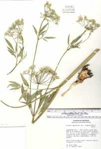 Image of Cicuta occidentalis