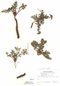 Cymopterus glomeratus image