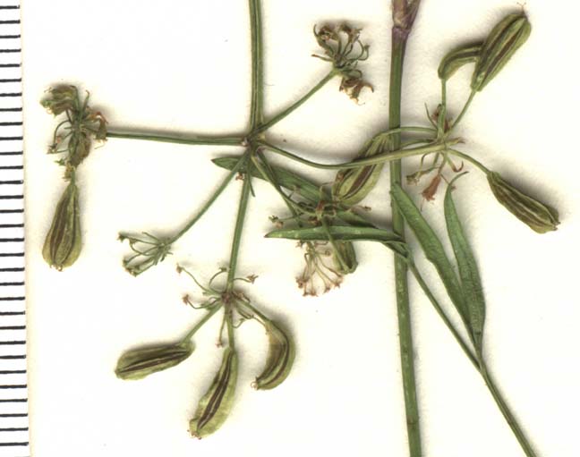 Pseudocymopterus beckii image