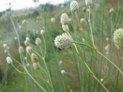 Eryngium sparganophyllum image