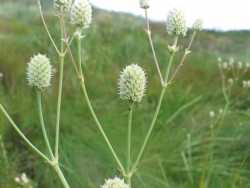 Eryngium sparganophyllum image