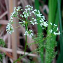 Image of Berula erecta