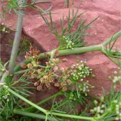 Image of Ciclospermum leptophyllum