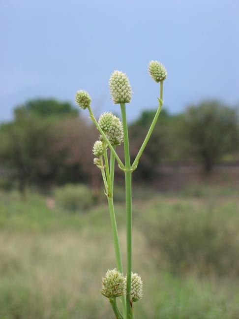 Eryngium sparganophyllum image