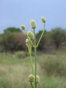 Eryngium sparganophyllum image