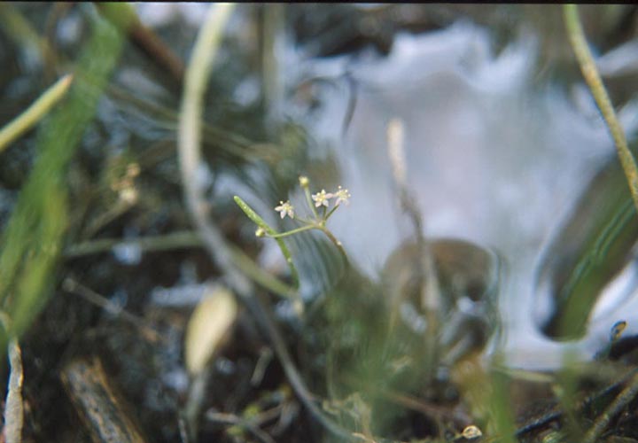 Lilaeopsis schaffneriana var. recurva image