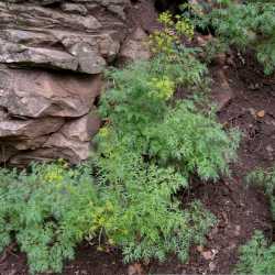 Lomatium dissectum image