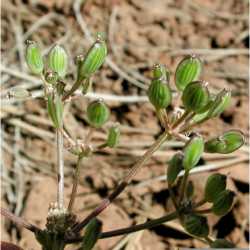 Lomatium nevadense image