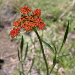 Pseudocymopterus montanus image