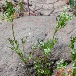 Image of Yabea microcarpa