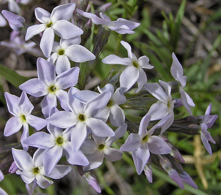 Amsonia tomentosa var. stenophylla image